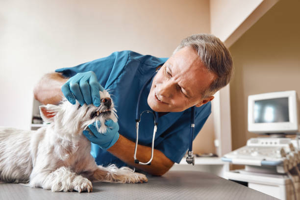 Best 24-Hour Emergency Dentist in Newport News, VA